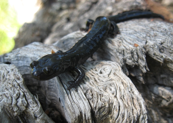 Black Salamander